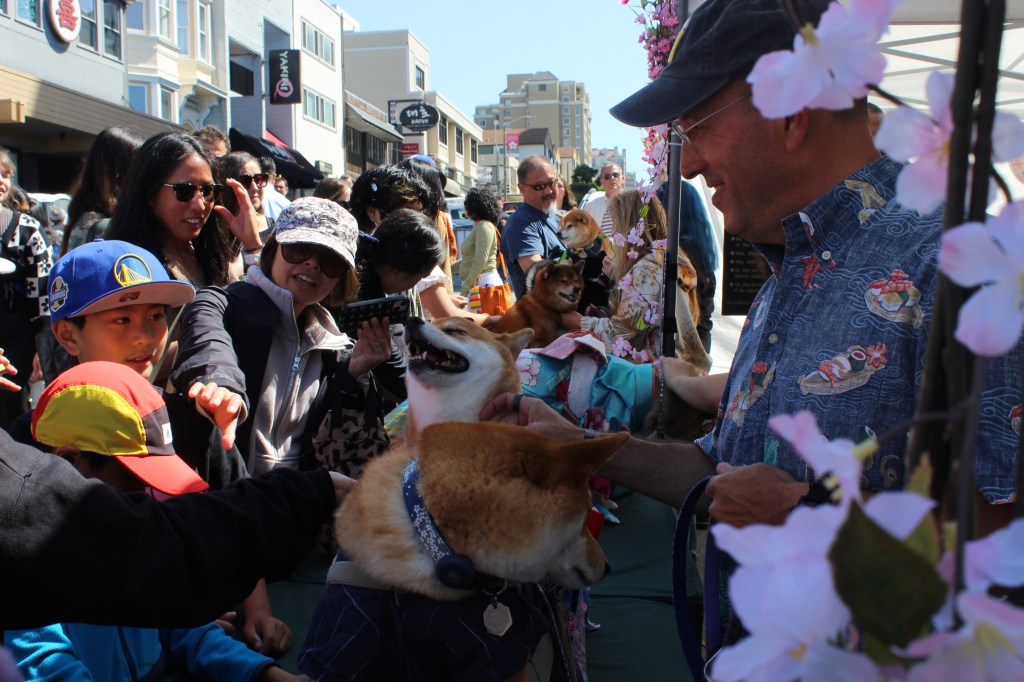 Attendees of the Cherry Blossom Festival pet Shiba Inu dogs on Post Street in Japantown on Saturday, April 12, 2025